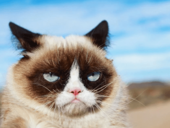 UIMoney.com grumpy cat