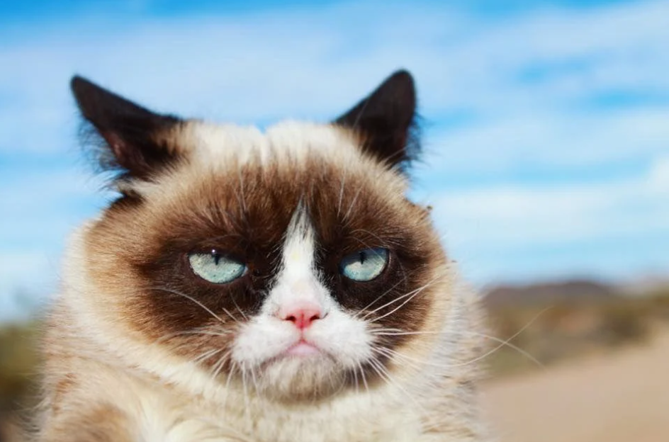 UIMoney.com grumpy cat