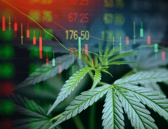 UImoney.com cannabis stocks