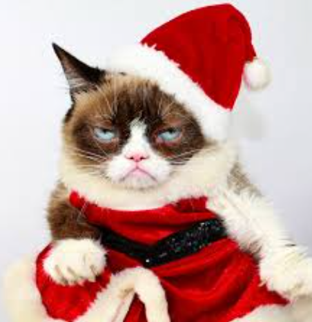 UIMoney.com grumpy cat